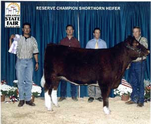 Shorthorn Cattle